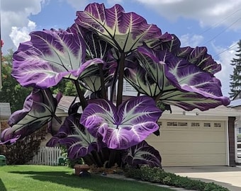 Semillas de Hosta Blanca Morada (44 unidades) – Planta decorativa de oreja de elefante