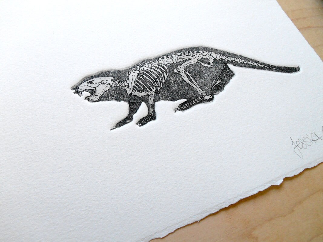 Beaver Skeleton Beaver Print Beaver Bones Beaver Anatomy | Etsy