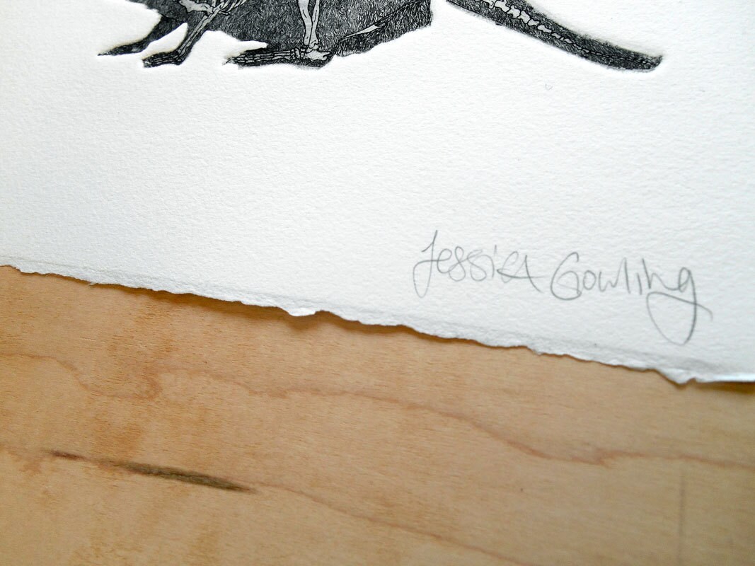 Beaver Skeleton Beaver Print Beaver Bones Beaver Anatomy | Etsy