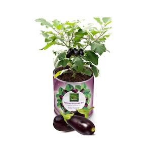 Eggplant Growing Kit – DIY Vegetable Garden Set, Grow Your Own Eggplants, Indoor Plant Gift, Easy Gardening Kit for Beginners