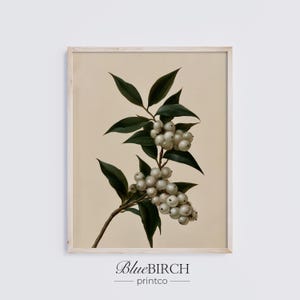 Könnte beinhalten: Ein gerahmter botanischer Kunstdruck, der einen Zweig mit dunkelgrünen Blättern und Trauben aus runden weißen Beeren vor einem einfarbigen, hellbeigen Hintergrund zeigt. Der Text BlueBIRCH printco steht schwarz unten am Bildrahmen.