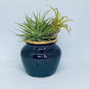 May include: A small, dark blue ceramic pot with a yellow rim, containing a green air plant.