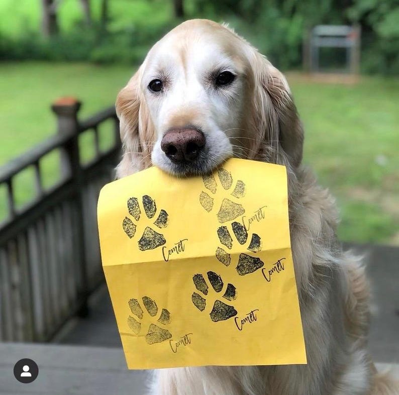 Może przedstawiać: Złoty retriever trzymający ż&oacute;łty papier z czarnymi odciskami łap i napisem "Comet".