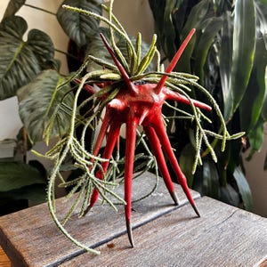 Peut inclure: Un pot en céramique rouge brillant doté de multiples pieds longs et pointus s'étendant vers l'extérieur et le bas. Le pot contient une plante succulente verte, épineuse et retombante, aux tiges fines et texturées qui pendent sur les côtés.