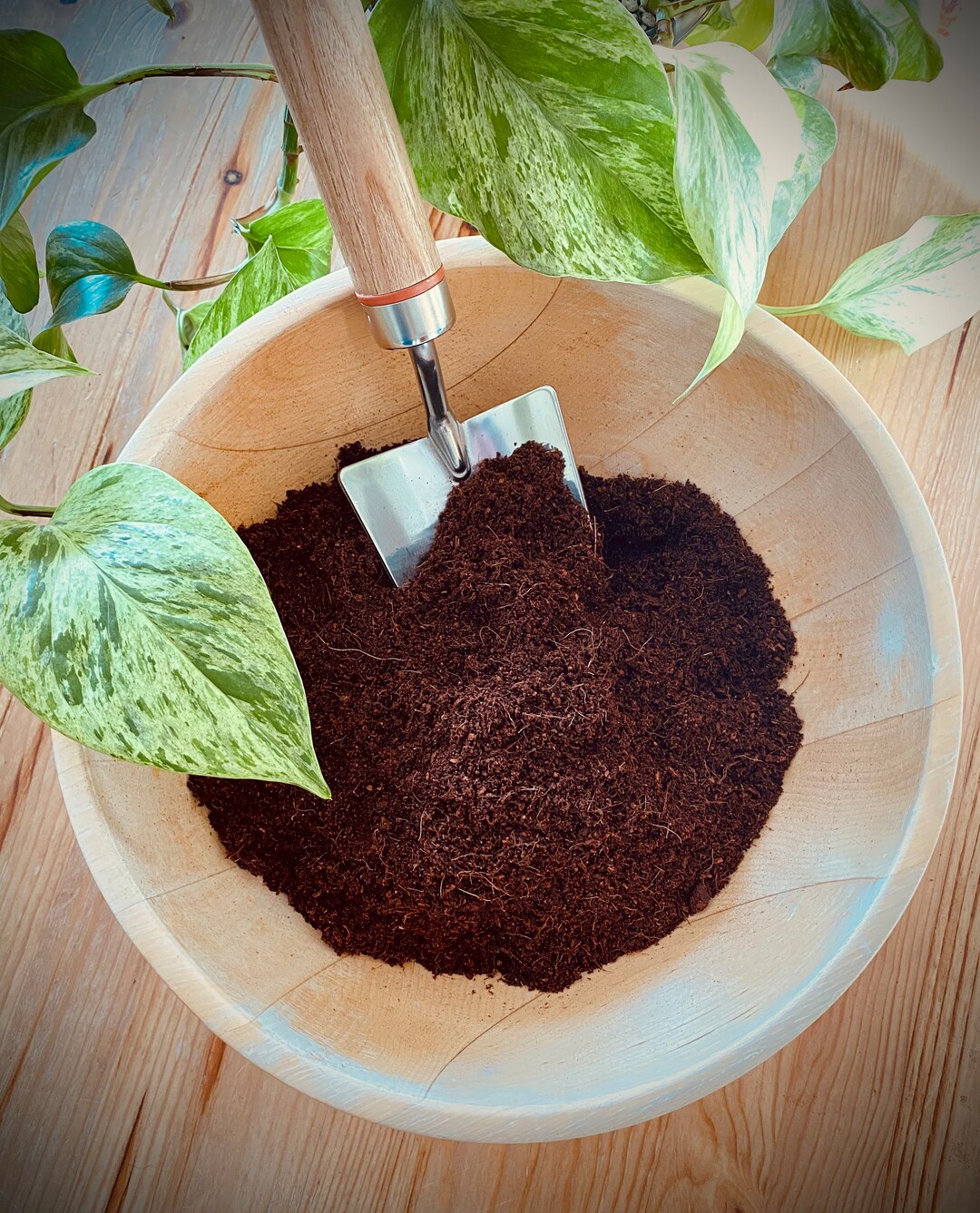 Houseplant Premium Coco Coir 1ltr Etsy