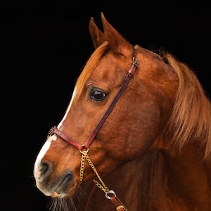 Custom show/photo halter | Horse halter, arabian show halter - READ DESCRIPTION