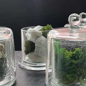 May include: Clear glass cloches with decorative elements inside. One cloche contains dried seed pods and green moss, another has white stones and green moss, and a third holds green moss and dark soil. The cloches sit on a dark surface.