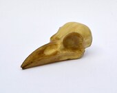 Chocolate Crow skull