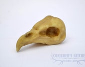Chocolate Barn owl skull