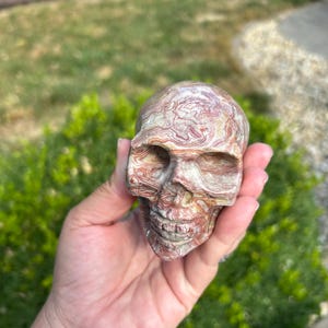 Petrified Wood Skull