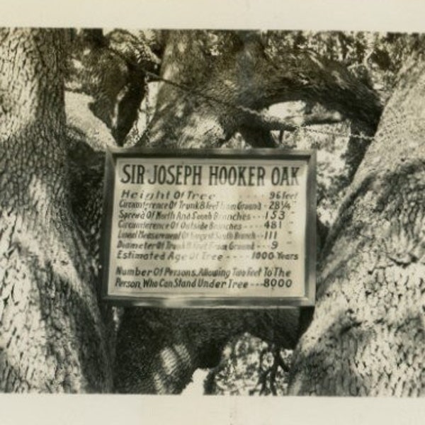 Identified Location, Circa 1940s: Vintage Photo - "Sir Joseph Hooker Oak" - Chico, California, 1977 Tree Death, Large Valley Oak Tree - 178