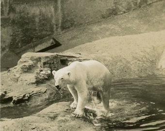 Antique Photograph - "The Dripping Polar Bear" - Vernacular Vintage Photo Image, Zoo, Wildlife Animal, Paper Ephemera, Craft Supply - 154