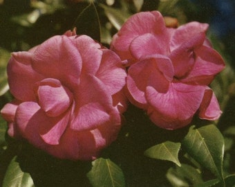 Vintage Postcard - "The Purple Dawn" - Floral Flower Garden Nature Paper Ephemera - 14