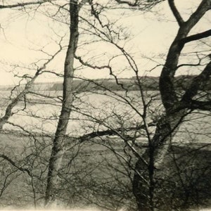 Vintage Snapshot - &quot;Breezy Forest&quot; - Winter Autumn Tree Branch, Landscape Nature Picture - 187