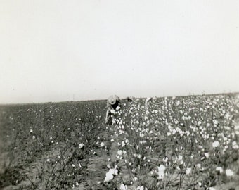 Belle photographie vintage de 1941 - « Lines of Cotton Disappear » - Farmer Man Picking Harvest, ligne horizontale abstraite, paysage de ferme - 52