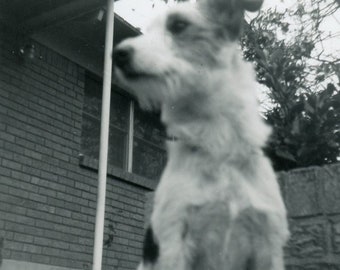 Fotografía en blanco y negro - "De cerca y esponjoso" - Perro Animal, Mascota - 32