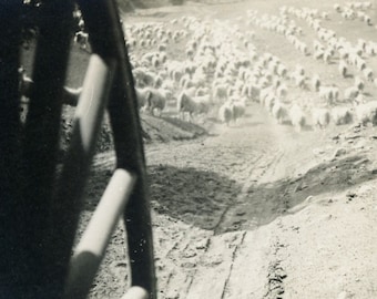 ODD Unusual Angle, Antique RPPC Real Photo Postcard, Circle 1910s - "When the Wagon Heads Home" - Field Sheep Livestock Animals - 147