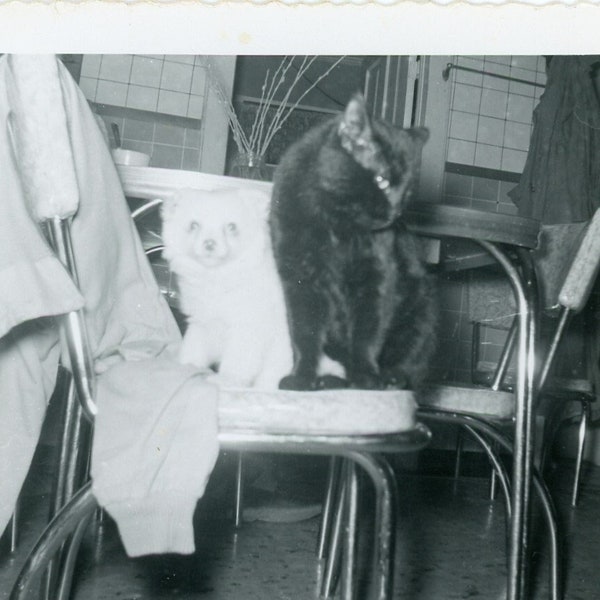 Black and White Photo - "Kitchen Bosses" - Animals Pet, Table Interior House Home, Cat Kitty Kitten - 70