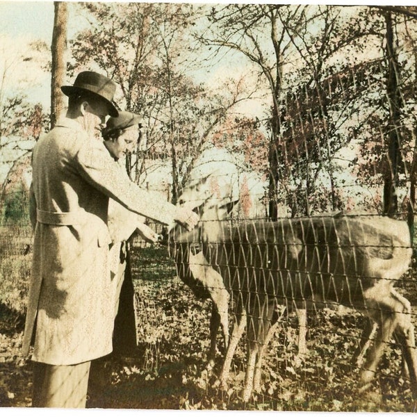 Vintage Lightly Hand Tinted Photo - "The Deer Feeders" - Man Woman Feeding Wildlife Animals, Old Antique Picture - 185