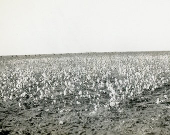 Photo vintage 1938 - « Growing Texas Cotton » - Nature paysage, travail à la ferme - 52
