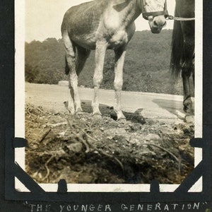Photographie ancienne - « The Younger Generation » - Photo jointe à la page de l'album avec une note manuscrite en dessous, Donkey Mule Side of Road - 173