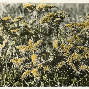 Postal antigua coloreada a mano con fotografía real de RPPC: "Amarillo en la naturaleza": campo de flores silvestres, prado, paisaje, naturaleza - 188