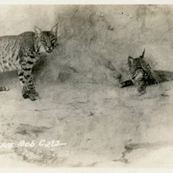 Vintage RPPC Postcard "Bob Cats", Photography, Paper Ephemera, Antique, Snapshot, Old Photo, Collectibles - 0067