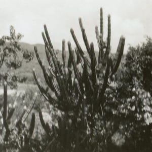 Istantanea d'epoca - "L'inizio dei sogni del New Mexico" - Pianta di cactus, giardino, paesaggio naturale - 139