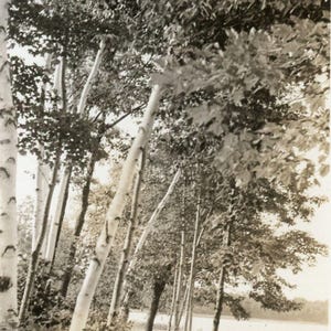 Foto d'epoca del 1935 - "La foresta segreta di Angela" - Bellissimo paesaggio naturale, albero del bosco - 125