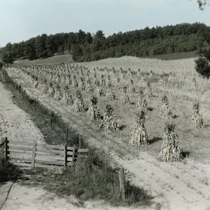 Peut inclure: Photographie en noir et blanc d'un champ de maïs récolté, disposé en bottes. Une clôture et une barrière en bois sont visibles au premier plan, avec une rangée d'arbres à l'arrière-plan.