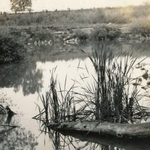 Vintage 1936 Photograph - &quot;Life in the Swamp&quot; - Landscape Nature, Marsh Pond Lake - 181