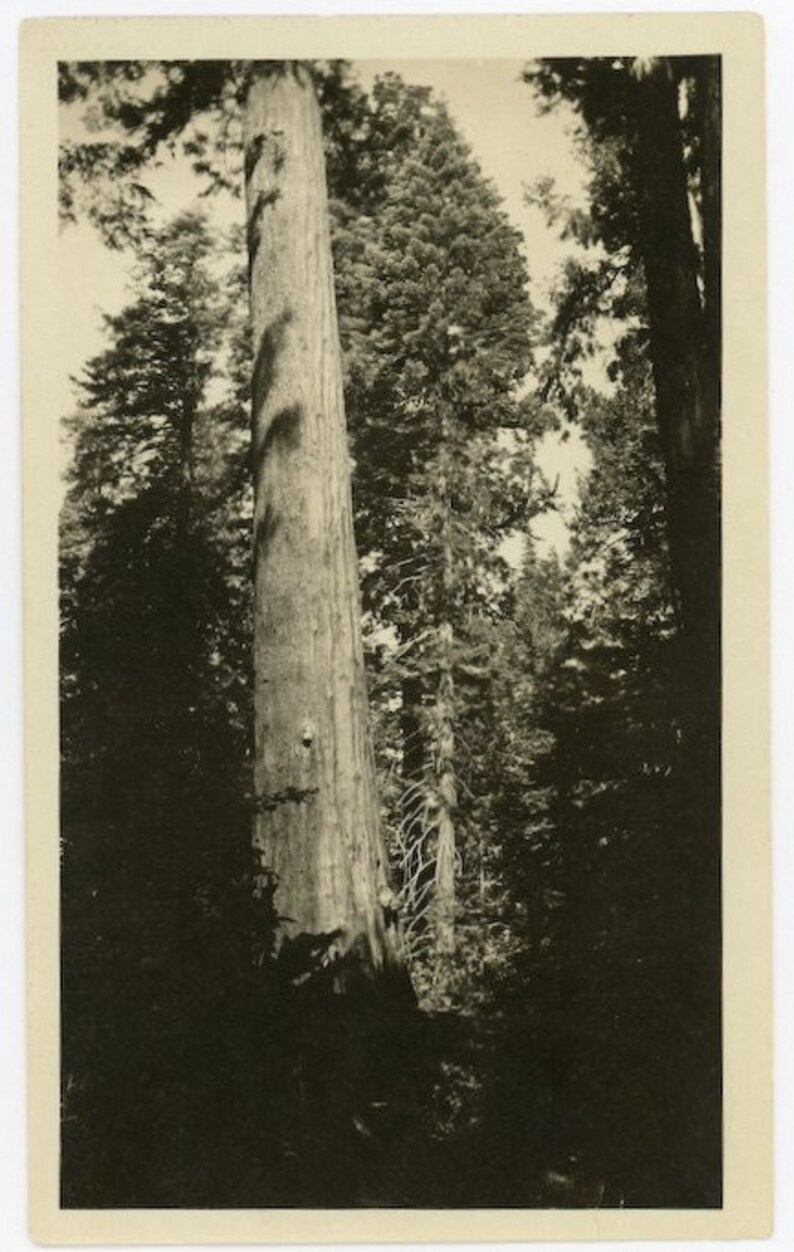 139 Vernacular Photo Where the Woodland Fairies Hide