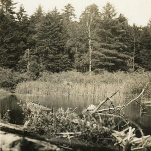 Vintage Photograph - &quot;Where Beavers Sleep&quot; - Landscape Nature, Woodland Forest, Creek Water - 107
