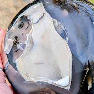 May include: A polished, spherical gemstone with a striking pattern. The stone features a mix of dark gray, black, and creamy white colors. The surface has a glossy finish, and the unique veining creates an eye-catching design. The gemstone is held in a hand.