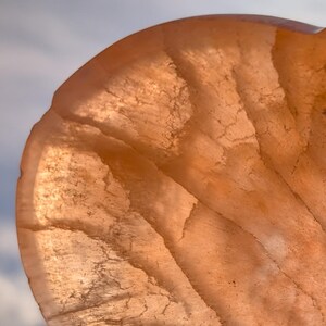 May include: Close-up of a translucent, peach-colored object with a textured surface. The object has a curved shape, with visible lines and patterns. The lighting highlights the object's delicate structure and color.