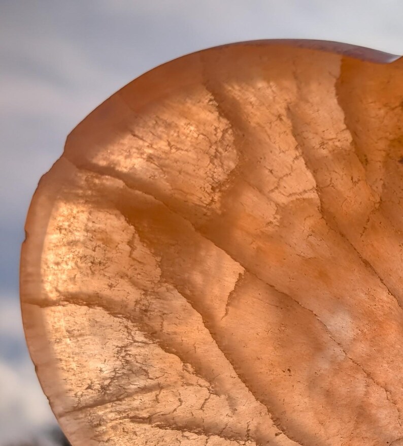 May include: Close-up of a translucent, peach-colored object with a textured surface. The object has a curved shape, with visible lines and patterns. The lighting highlights the object's delicate structure and color.