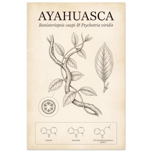 Può includere: Una stampa botanica in stile vintage con la parola "AYAHUASCA" in alto. La stampa include illustrazioni dettagliate di parti di piante, tra cui foglie e viti, insieme a strutture chimiche e i nomi dei composti.