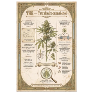 May include: A vintage-style poster detailing THC (Tetrahydrocannabinol), featuring botanical illustrations of Cannabis sativa. The poster includes chemical structures, physiological interactions, and historical information, with a focus on the plant's properties and effects.