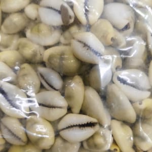 Könnte beinhalten: Nahaufnahme einer Sammlung kleiner, cremefarbener Kaurischnecken mit einer dunklen, schlitzartigen Öffnung. Die Muscheln befinden sich in einer transparenten Plastiktüte. Die Muscheln haben eine glatte, glänzende Textur.