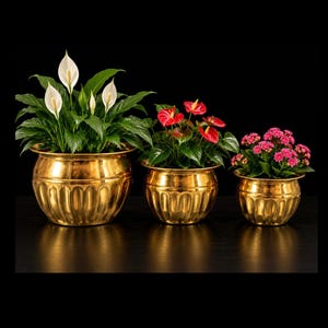 Pode incluir: Três vasos de latão polido de tamanhos variados, cada um com um corpo arredondado e detalhes estriados verticais na base. Os vasos contêm um lírio-da-paz com flores brancas, um antúrio com flores vermelhas e uma kalanchoe rosa.