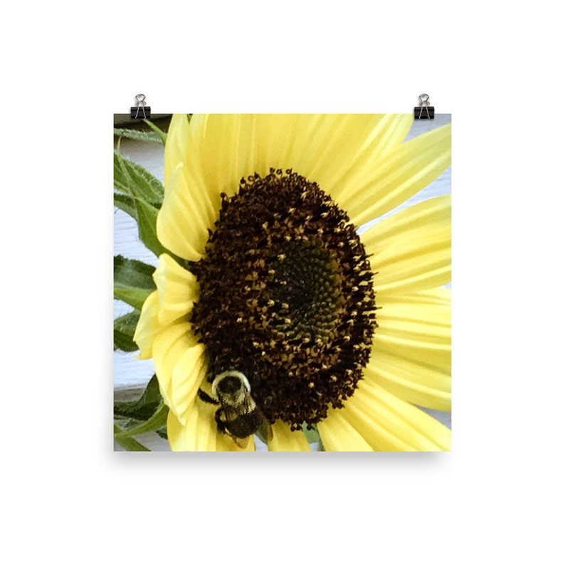 Farmhouse Home Decor Country Style Kitchen Wall Art Bumble Bee on Flower Sunflower Art Print Floral Wall Photograpy