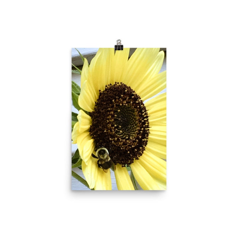 Farmhouse Home Decor Country Style Kitchen Wall Art Bumble Bee on Flower Sunflower Art Print Floral Wall Photograpy