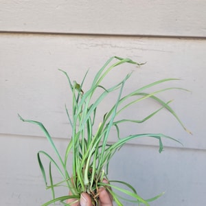 Live Baby Spider Plant