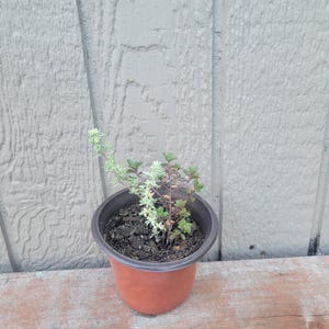 May include: A small potted herb plant with green and white leaves and a reddish stem. The plant is in a brown plastic pot, sitting on a wooden surface. The background is a gray wooden wall.