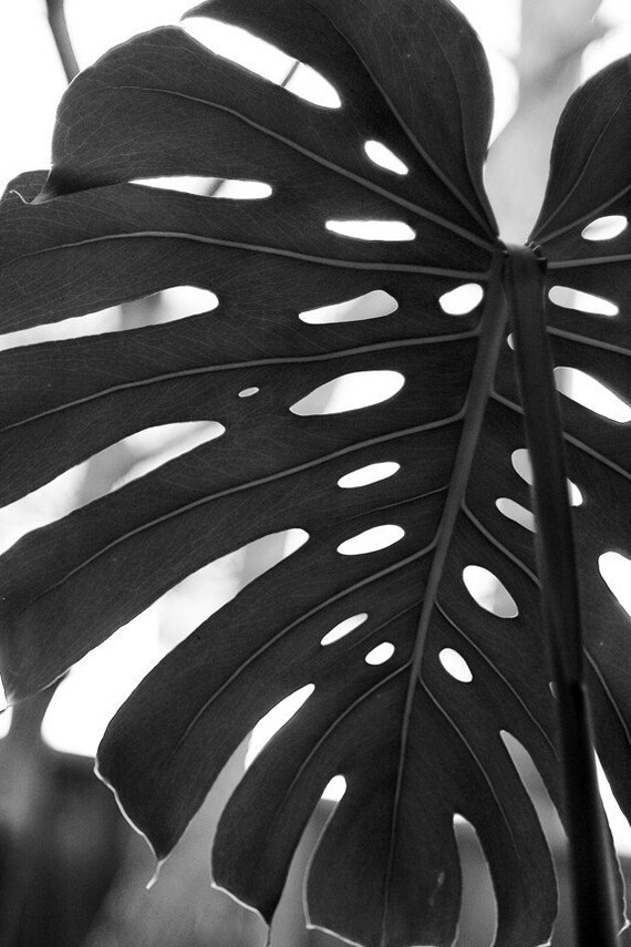 Leaf fine art black and white photography abstract Etsy