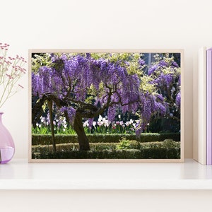 Japanese Wisteria Photographic Print, Garden Photography, Royal Purple Room Decor, Wisteria Print, Japandi Style Decor, Floral Wall Art