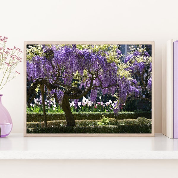 Wisteria Wall Art Etsy