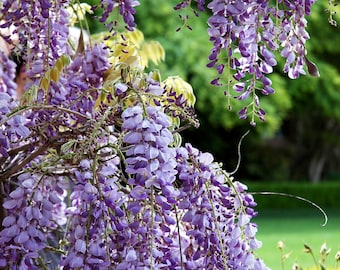 Wisteria - fine art nature photography - Blooming, Purple Wisteria in a beautiful green garden. 5x7