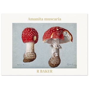 Vintage Mushroom Print – Botanical Fungi Poster – Cottagecore Kitchen Wall Art – Nature-Inspired Home Decor