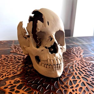 May include: A detailed, beige-colored skull with visible teeth and a damaged cranium. The skull is placed on a decorative, copper-colored, openwork surface. The image is well-lit, highlighting the texture and form of the skull.